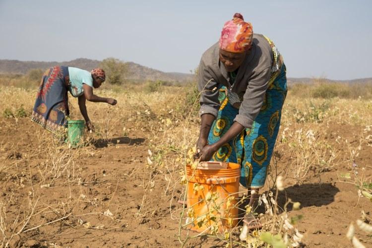 Smallholder farmer in field